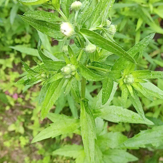 Photo of the plant species Annual Fleabane by @PeakGerbera83 named Morgan Treeman on Greg, the plant care app