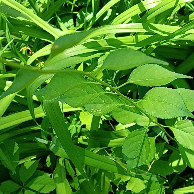 Photo of the plant species Asian Bittersweet by @PeakGerbera83 named Foxxy on Greg, the plant care app