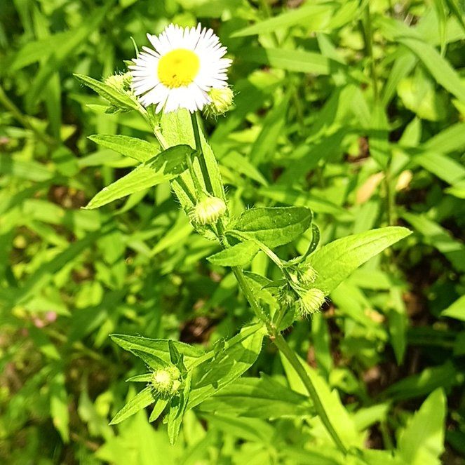 Photo of the plant species Annual Fleabane by @PeakGerbera83 named Ronaldo on Greg, the plant care app
