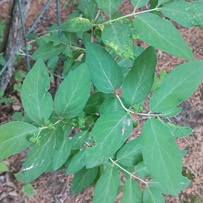 Photo of the plant species Morrow's Honeysuckle by @PeakGerbera83 named Plato on Greg, the plant care app