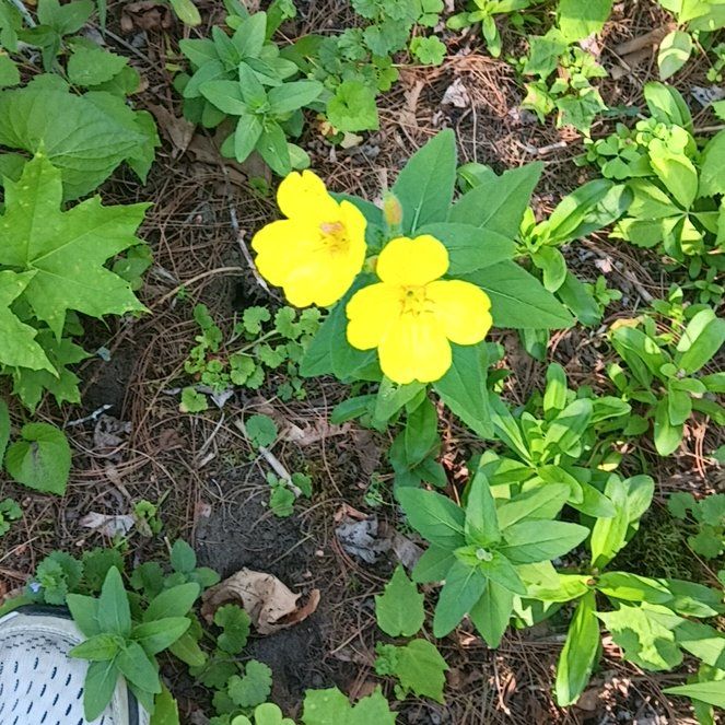 Photo of the plant species Sundrops by @PeakGerbera83 named Bella on Greg, the plant care app