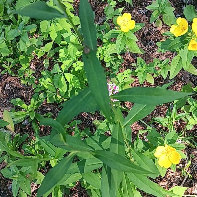 Photo of the plant species Sneezeweed by @PeakGerbera83 named Kendall on Greg, the plant care app