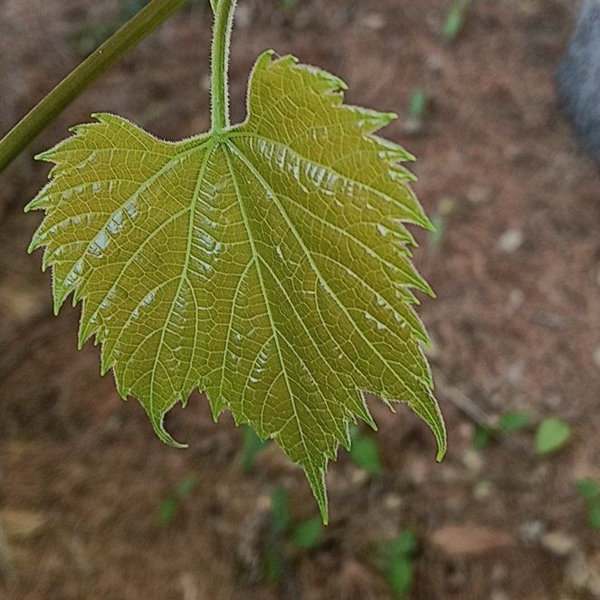 Photo of the plant species Wine Grape by @PeakGerbera83 named Winston on Greg, the plant care app
