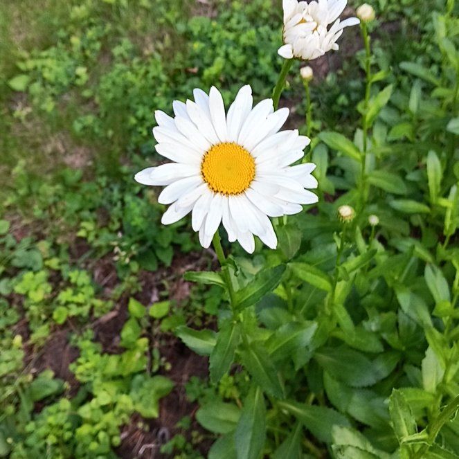 Photo of the plant species Max Chrysanthemum by @PeakGerbera83 named Sanders on Greg, the plant care app