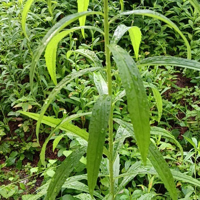 Photo of the plant species Rough Canada Goldenrod by @PeakGerbera83 named Wall-E on Greg, the plant care app