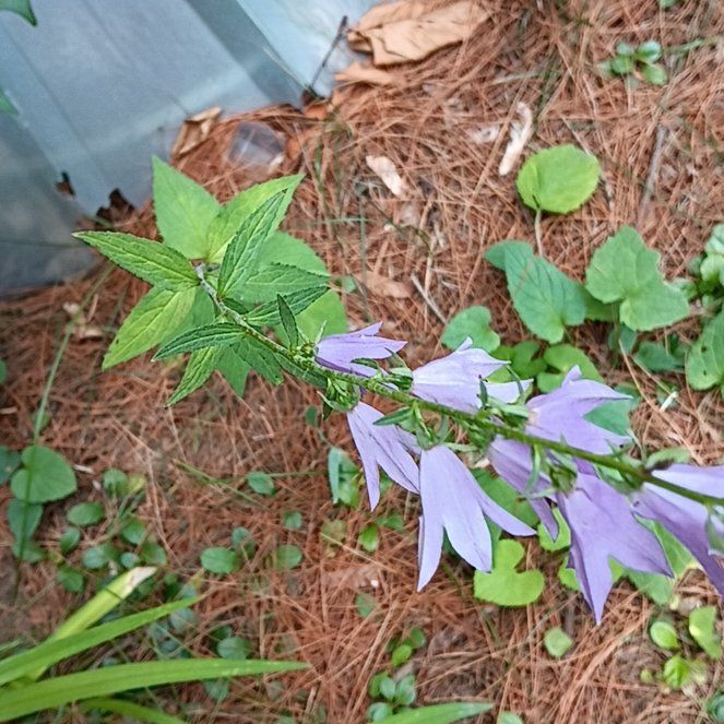 Photo of the plant species Rampion Bellflower by @PeakGerbera83 named Luna on Greg, the plant care app