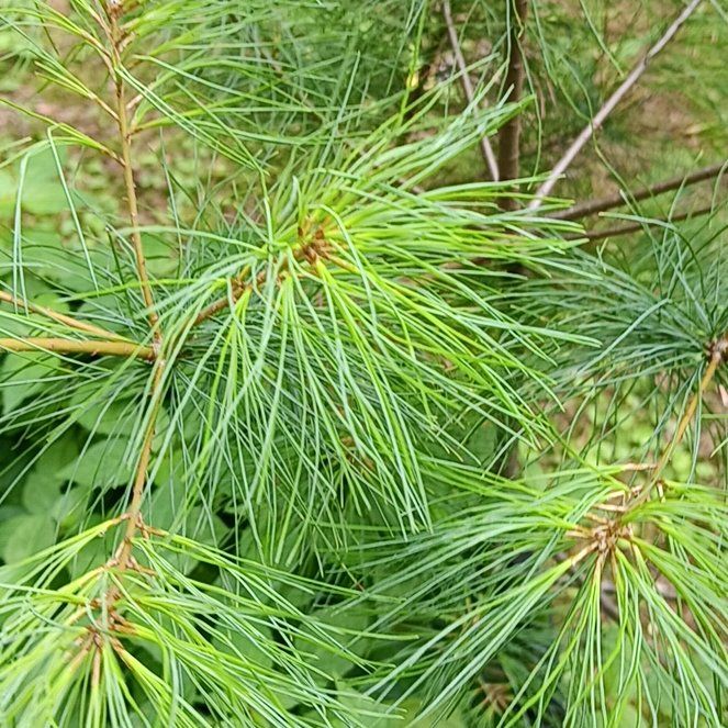 Photo of the plant species Silver Pine by @PeakGerbera83 named Osmo on Greg, the plant care app
