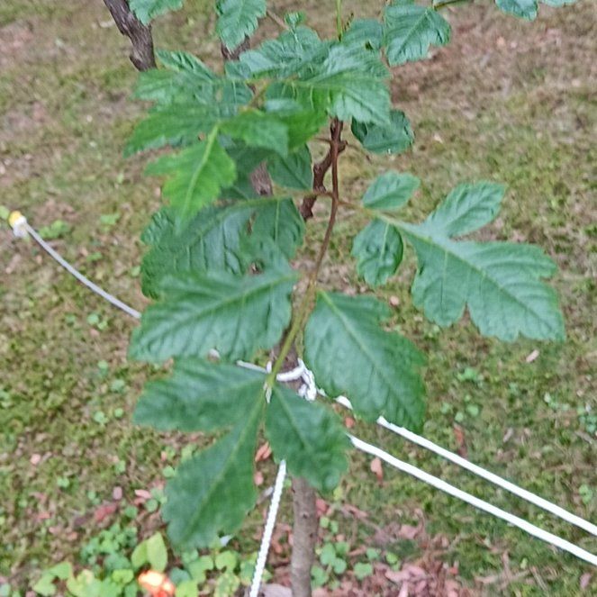 Photo of the plant species Golden Rain Tree by @PeakGerbera83 named Athena on Greg, the plant care app
