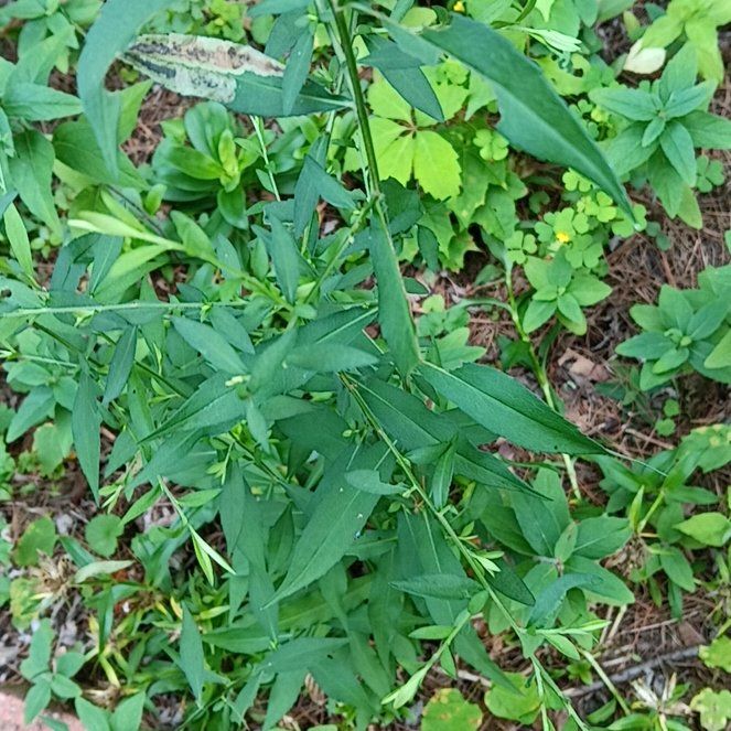 Photo of the plant species Michaelmas Daisy by @PeakGerbera83 named Navajo on Greg, the plant care app