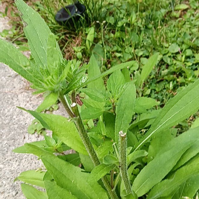 Photo of the plant species Blackeyed Susan by @PeakGerbera83 named Xena on Greg, the plant care app