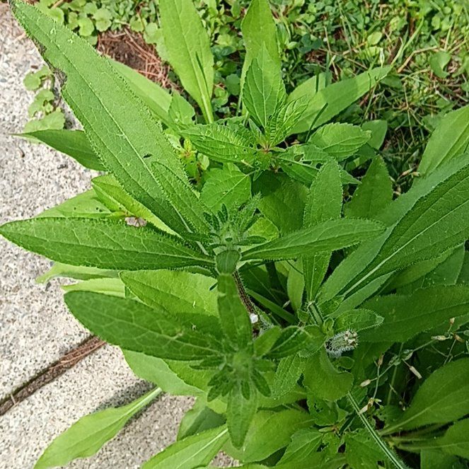 Photo of the plant species Daisy by @PeakGerbera83 named Kobe on Greg, the plant care app