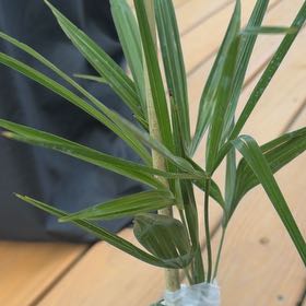 Photo of the plant species Chinese Windmill Palm by @WinOricad99 named Mochi on Greg, the plant care app