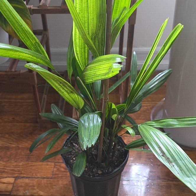 Photo of the plant species Lady Palm by @YummyChojubai78 named Sherlock on Greg, the plant care app