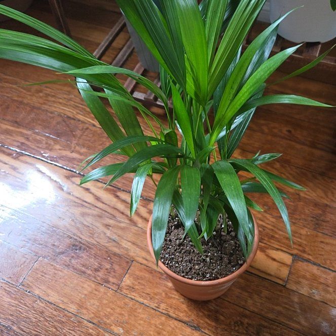 Photo of the plant species Dwarf Areca Palm by @YummyChojubai78 named Drake on Greg, the plant care app