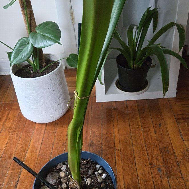 Photo of the plant species Amaryllis by @YummyChojubai78 named Stella on Greg, the plant care app