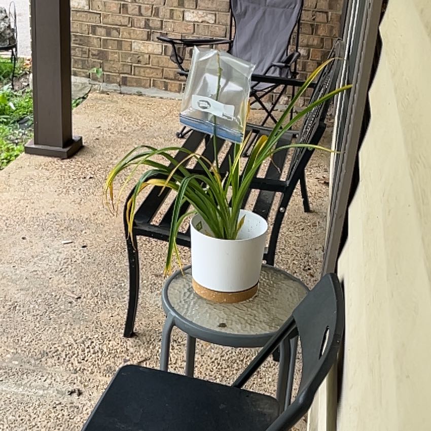 Photo of the plant species Daylily by @PrizedSquash6 named Bruce Lee on Greg, the plant care app