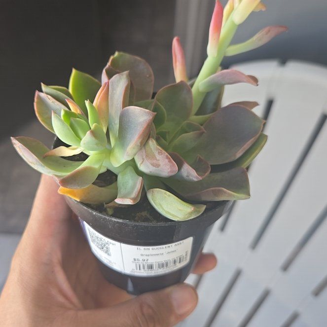 Photo of the plant species Graptoveria 'Jules' by @RickGM named Bodhi on Greg, the plant care app