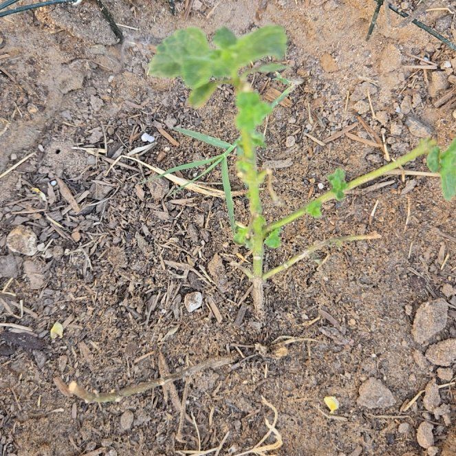Photo of the plant species Lantana by @RickGM named Manolo on Greg, the plant care app