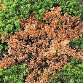 Photo of the plant species Polytrichum formosum by @DrivenJubaea47 named Zeus on Greg, the plant care app