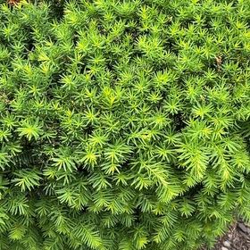 Photo of the plant species English Yew by @DrivenJubaea47 named ChloroPhil on Greg, the plant care app