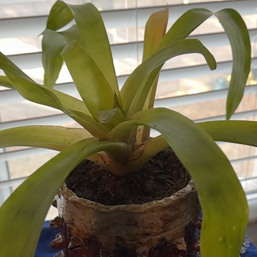 Photo of the plant species Bromeliad by @LeadingRedsky55 named Captain Plant-it on Greg, the plant care app