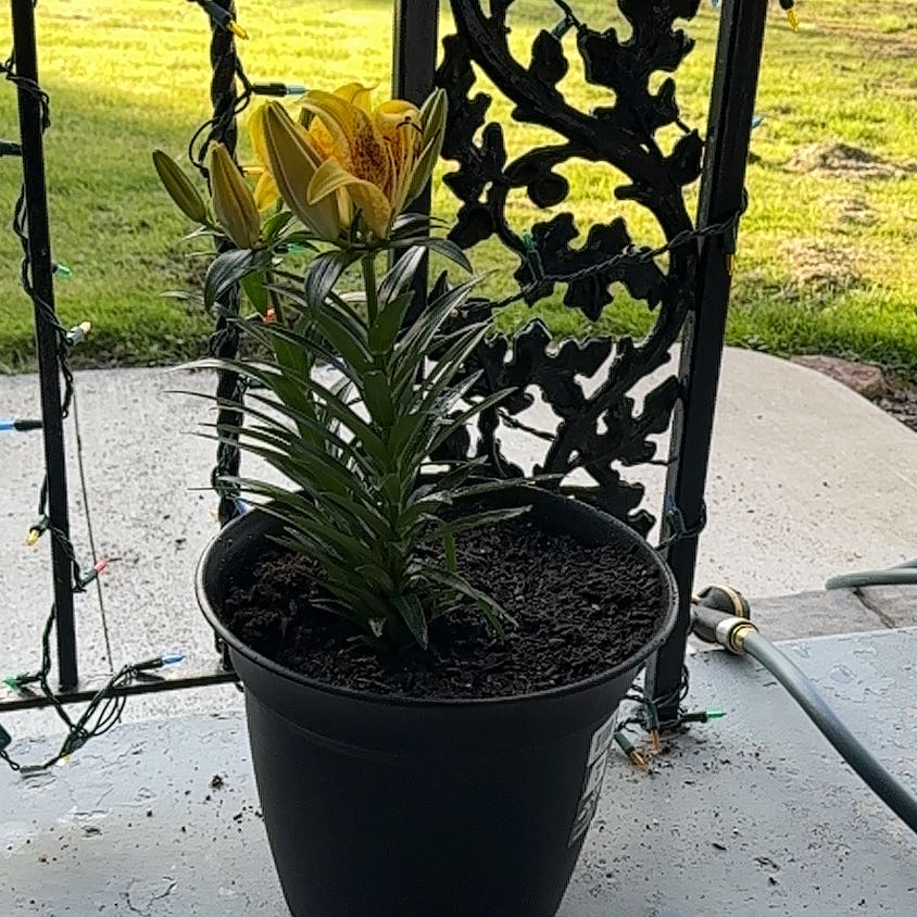 Photo of the plant species Asiatic Lily by @PeakPersia52 named Sun on Greg, the plant care app