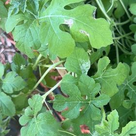 Photo of the plant species Watermelon by @RoundMedeola42 named da Vinci on Greg, the plant care app