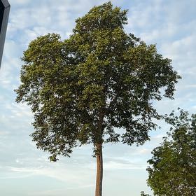Photo of the plant species Camphor by @SpeedyBeech69 named Harry on Greg, the plant care app