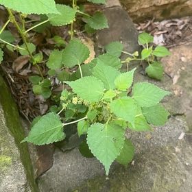 Photo of the plant species Crabweed by @AvidSoftcane23 named Sproutacus on Greg, the plant care app