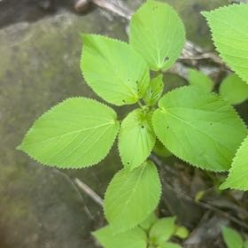 Photo of the plant species Hornbeam Copperleaf by @AvidSoftcane23 named Homer on Greg, the plant care app