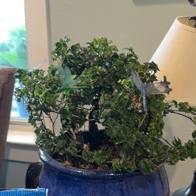 Photo of the plant species Curly Ivy by @SleekLovage94 named Foxxy on Greg, the plant care app