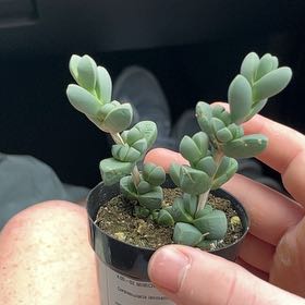 Photo of the plant species Corpuscularia by @EarlyNoni22 named Bieber on Greg, the plant care app