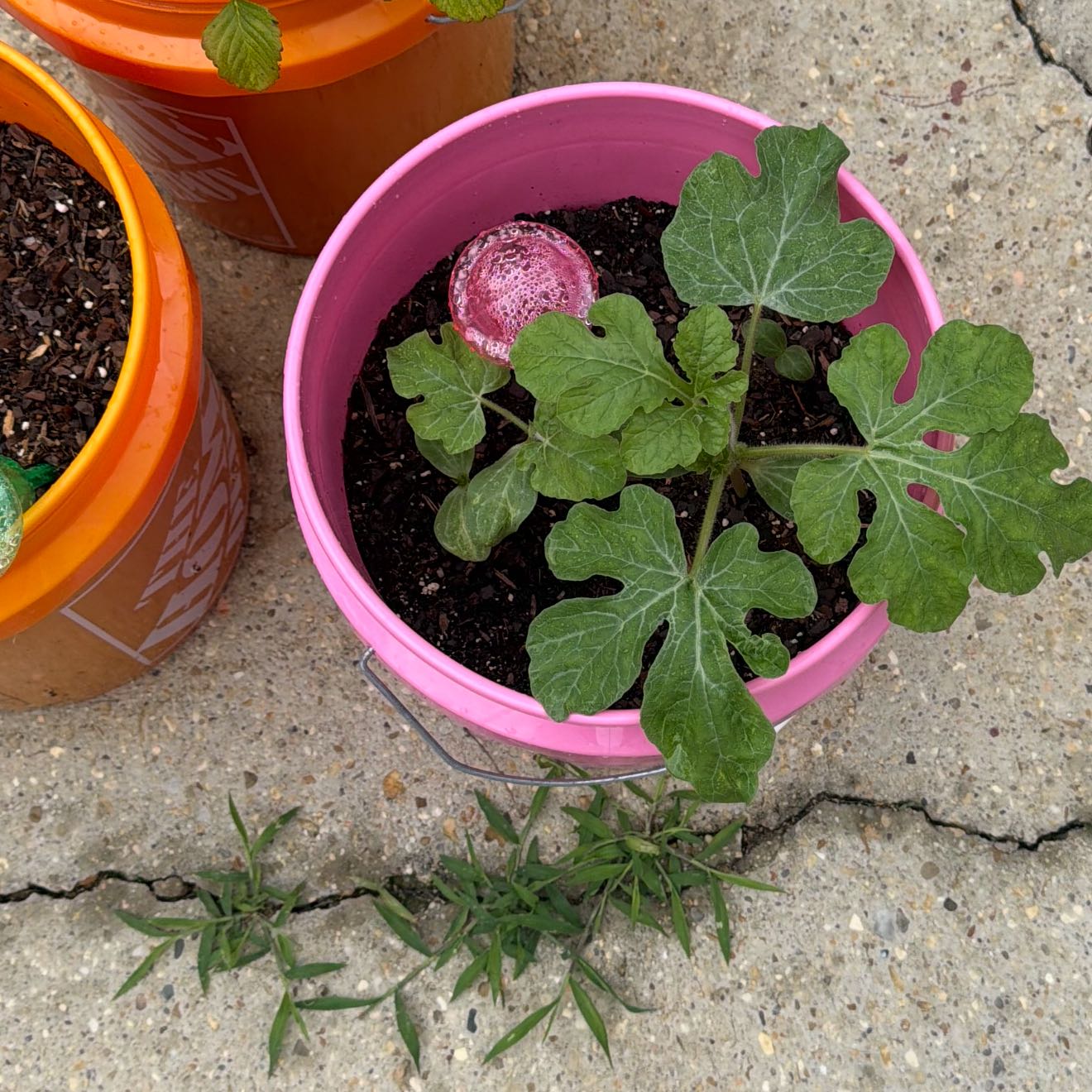 Photo of the plant species Watermelon by @SuperRuby81 named Keanu Leaves on Greg, the plant care app
