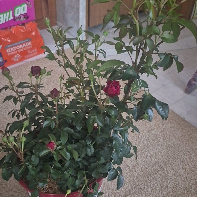 Photo of the plant species True Love Rose by @YeahTagetes88 named Michelle Branch on Greg, the plant care app