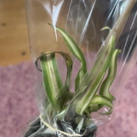 Photo of the plant species Salsify by @ComicalQuenepa named Aristotle on Greg, the plant care app