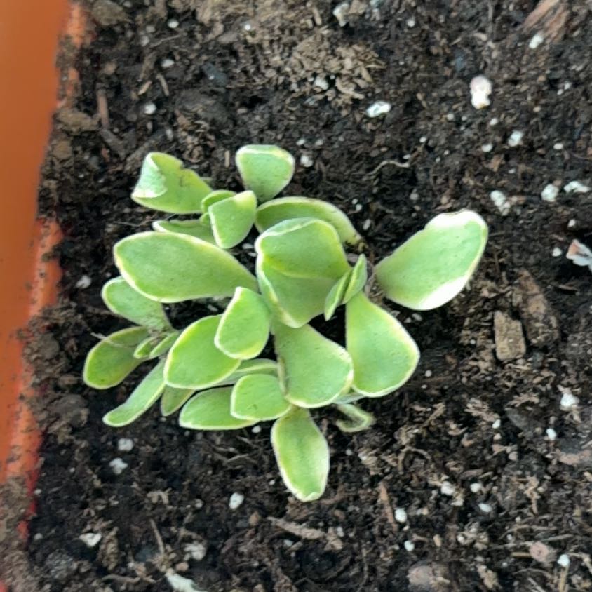 Photo of the plant species Water Lettuce by @FairSoursop44 named Figyonce on Greg, the plant care app