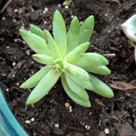 Photo of the plant species Bright Green Dudleya by @FairSoursop44 named Morgan Treeman on Greg, the plant care app