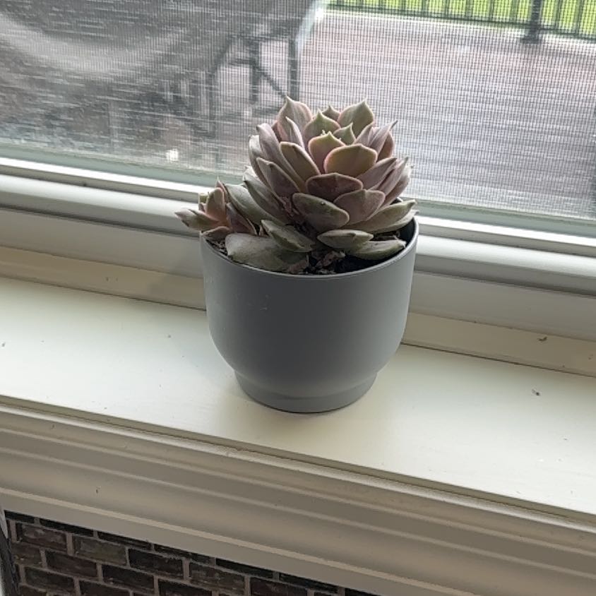 Photo of the plant species Echeveria 'Pink Diamond' by @EarnestOlneya72 named Sassy Succulent on Greg, the plant care app