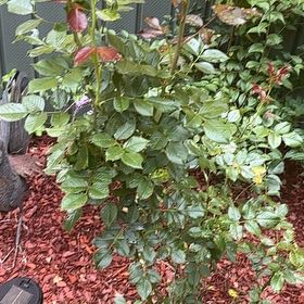 Photo of the plant species Cape Honeysuckle by @VipPineapple81 named Diana on Greg, the plant care app
