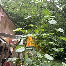 Photo of the plant species Empress Tree by @VipPineapple81 named Baesil on Greg, the plant care app
