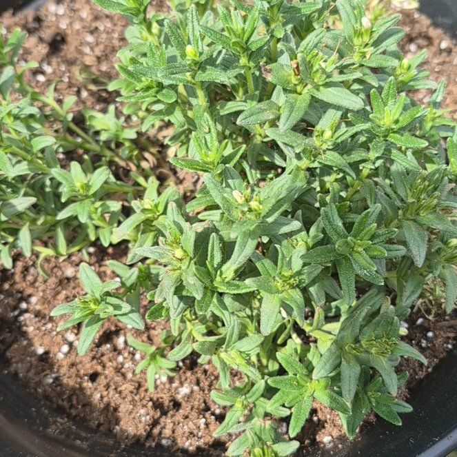 Photo of the plant species Perennial Savory by @PuissantPurei26 named Anne on Greg, the plant care app