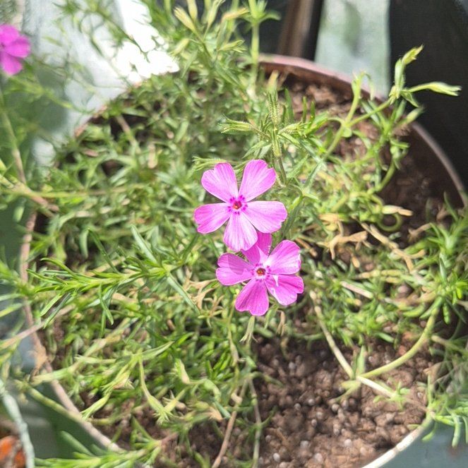 Photo of the plant species Moss Phlox by @PuissantPurei26 named Achilles on Greg, the plant care app