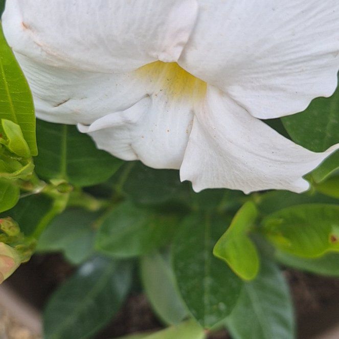 Photo of the plant species Golden Trumpet by @PuissantPurei26 named Gates on Greg, the plant care app