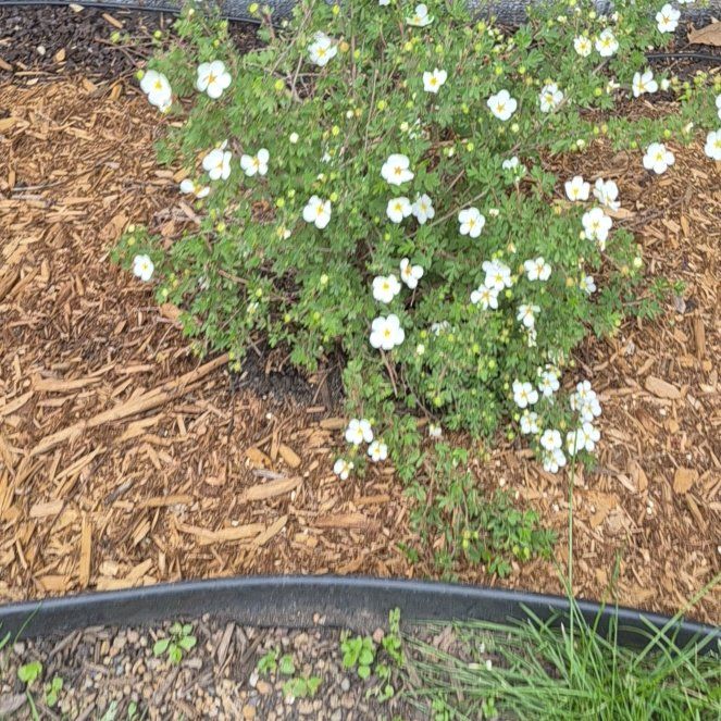 Photo of the plant species White Buttercup by @PuissantPurei26 named Kesha on Greg, the plant care app