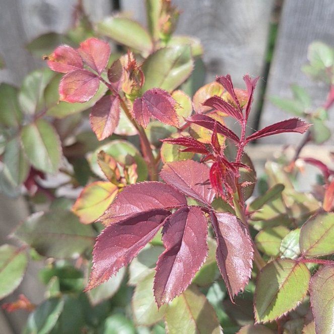 Photo of the plant species Multiflora Rose by @PuissantPurei26 named Orwell on Greg, the plant care app