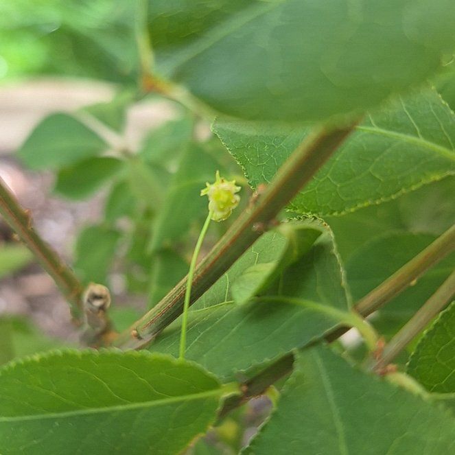Photo of the plant species Winged Burning Bush by @PuissantPurei26 named Curie on Greg, the plant care app