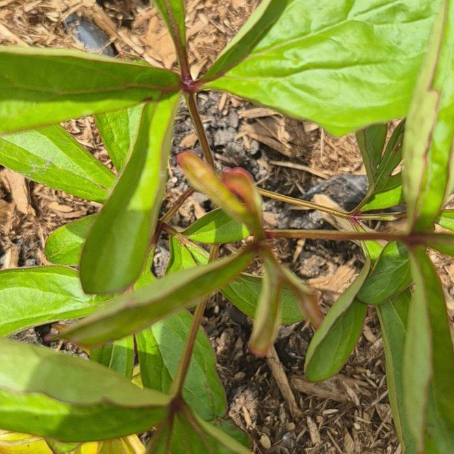 Photo of the plant species Chinese Peony by @PuissantPurei26 named Eva on Greg, the plant care app