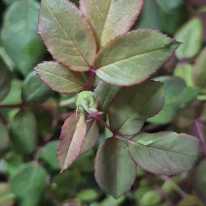 Photo of the plant species Multiflora Rose by @PuissantPurei26 named Harper on Greg, the plant care app