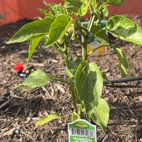 Photo of the plant species Giant Jalapeno Pepper by @SwellFanpalm80 named Sonora on Greg, the plant care app