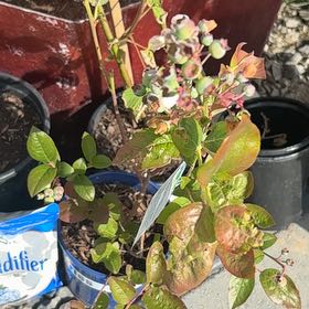 Photo of the plant species Blueberry Bush by @SwellFanpalm80 named Sproutacus on Greg, the plant care app